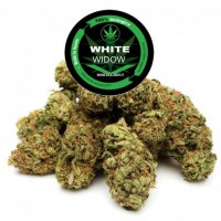 White Widow® 5.0 g CBD 25%